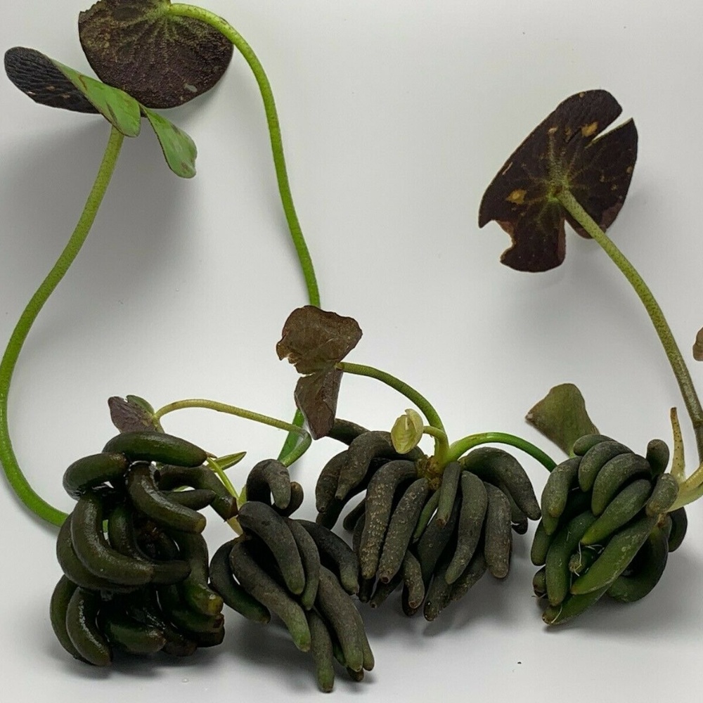 Lot of 4 Banana Plant Nymphoides Aquatica Plant - Picture 4 of 5